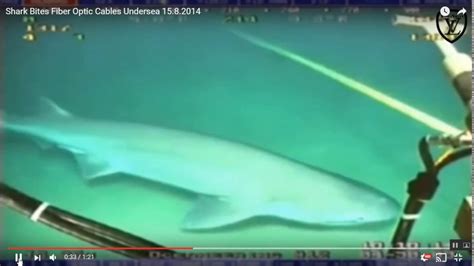 sharks attack internet