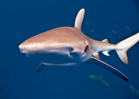 sharks in galapagos islands