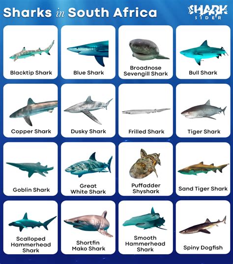 sharks of south africa