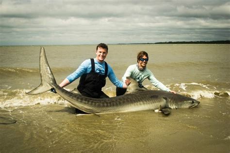 sharks on folly beach