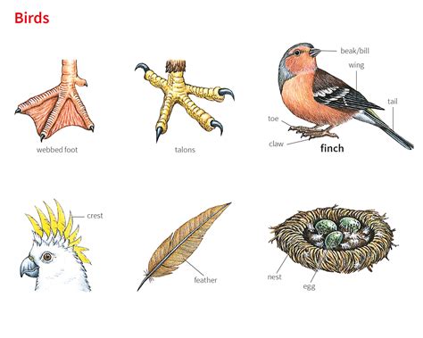sharp claws meaning