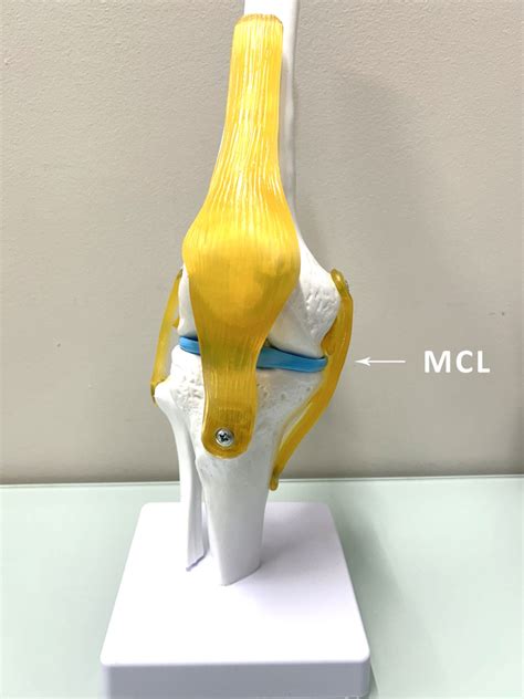 Sharp Knee Pain Mcl