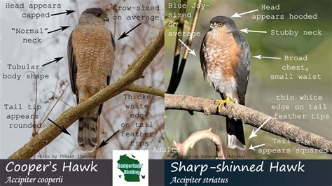 sharp shinned vs cooper hawk pics