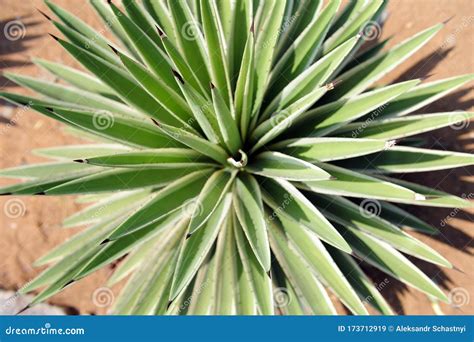 Sharp Tv Green Leaves