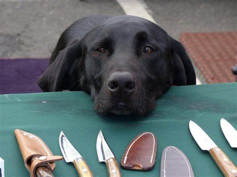 Shave A Lab For Summer