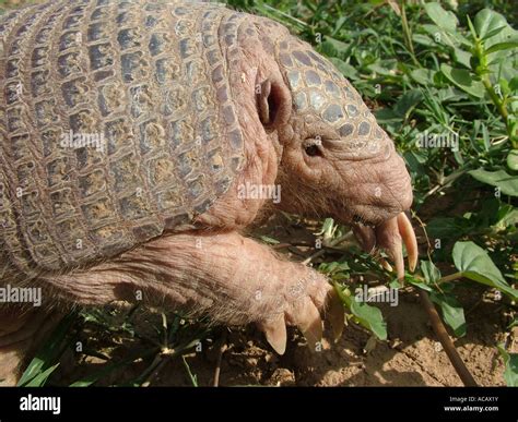 Shaved Armadillo