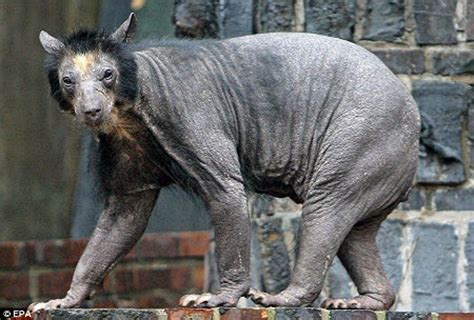 Shaved Bear