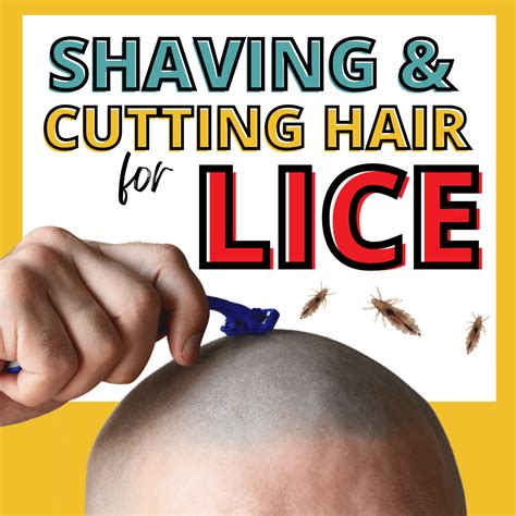 shaving head lice