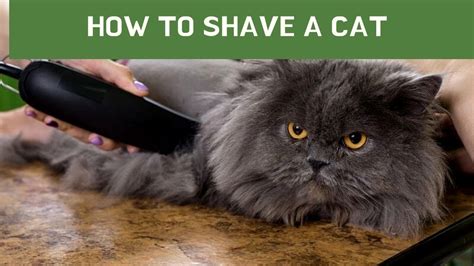 shaving mats off cat