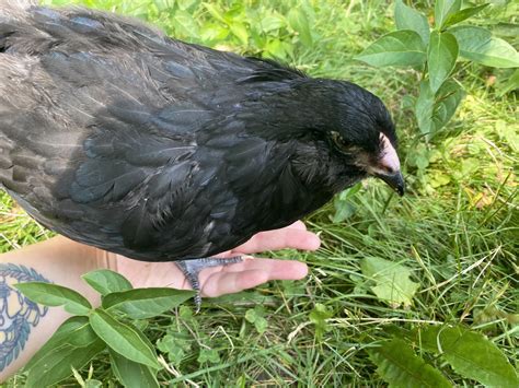 she males down under