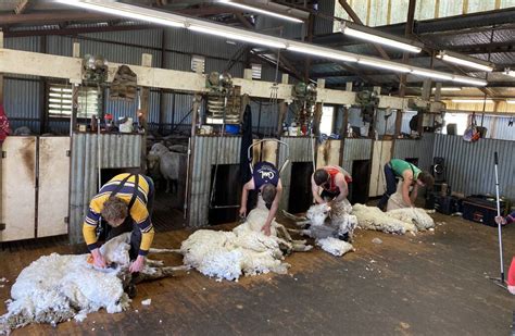 Shearing Sheep Cost