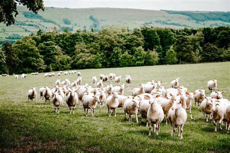 Sheep's milk Facts, Health Benefits and Nutritional Value