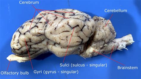 sheep's brain dissection