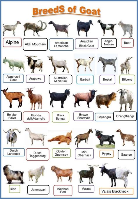 sheep and goat breeds