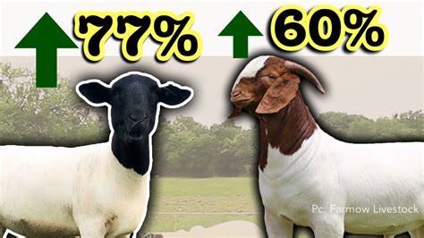 sheep and goat prices