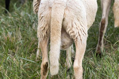 sheep and goat tails