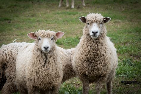 sheep and wool farm