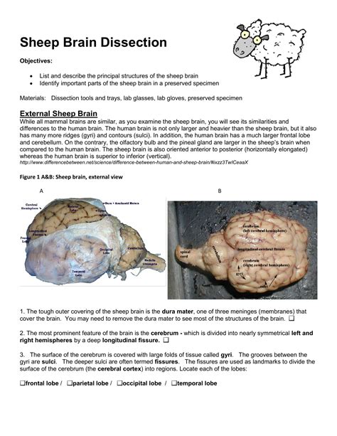 sheep brain dissection worksheet