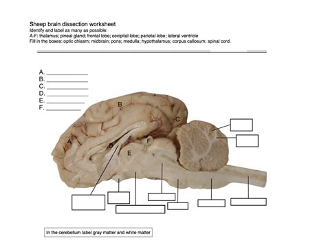 brain diagram labeled worksheet Google Search Brain diagram, Brain