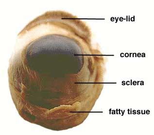 Sheep Eye Labeled