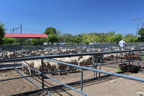 sheep farm for sale in south africa