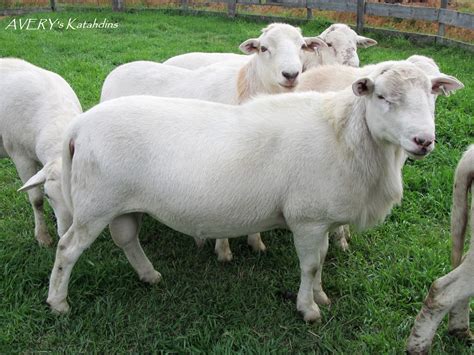 sheep for sale montana