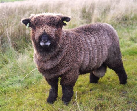 sheep for sale scotland