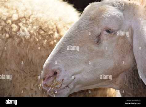 Sheep Head Eating