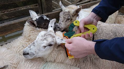 Sheep Tagging Rules Uk