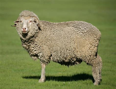 Sheep With High Quality Fleece