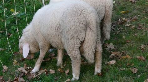 Sheep lamb with tail hires stock photography and images Alamy