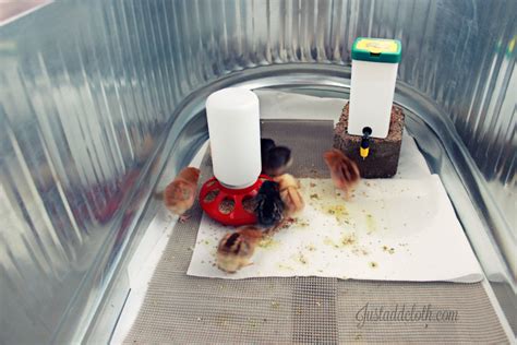 Shelf Liner And Paper Towel In Brooder