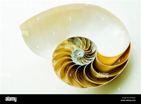 Shell Cut Multiple Spaces