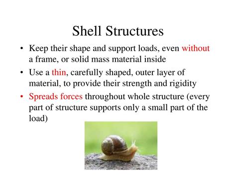 Shell Definition With Examples