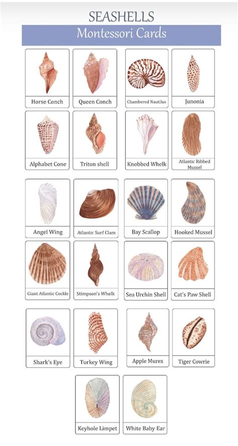 Shell In Examples
