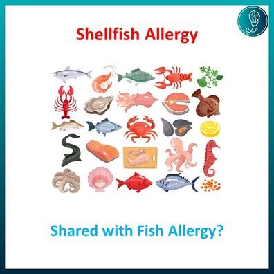 Shellfish Allergy Meaning