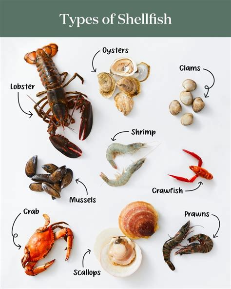 Shellfish And Seafood The Same Thing