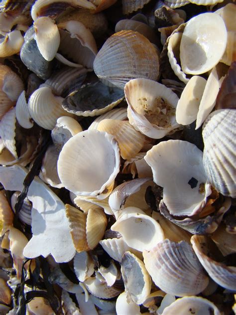 Shellfish In Beach
