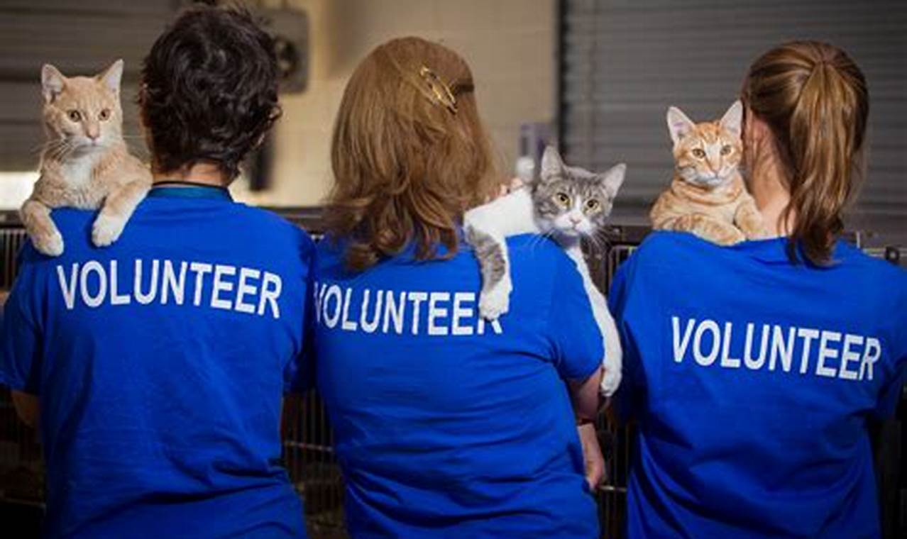 Shelter Volunteering: Making a Difference in Animal Lives