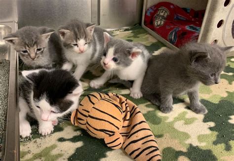 shelter cats for adoption near me