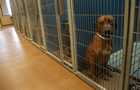 shelters that euthanize near me for free