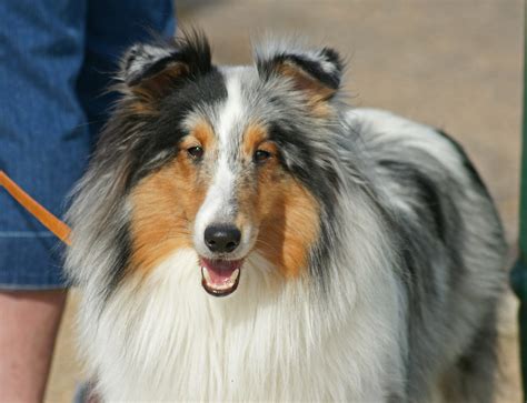 sheltie blue merle