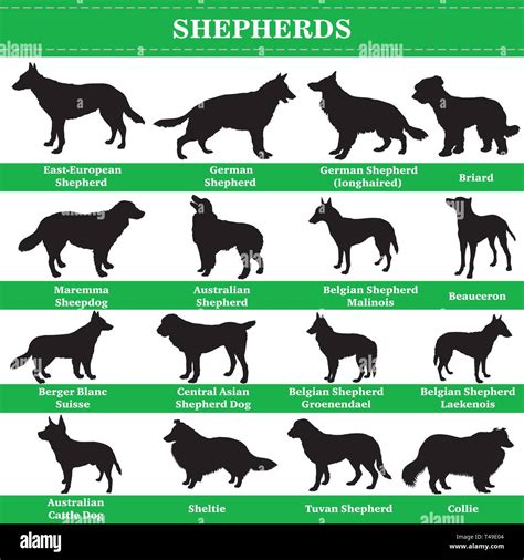 shepherd breeds types