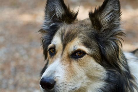 shepherd dog collie