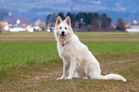 shepherd dog white