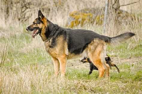 shepherd dogs breed
