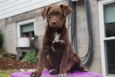 Shepherd Lab Mix Brown
