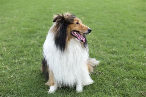 shepherd shepherd dog