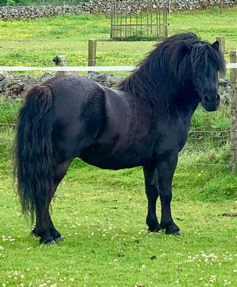 shetland pony for sale nz