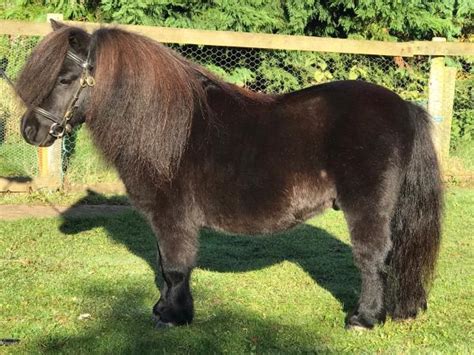 shetland pony for sale preloved